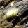 gelbe Woll-Schnecke
